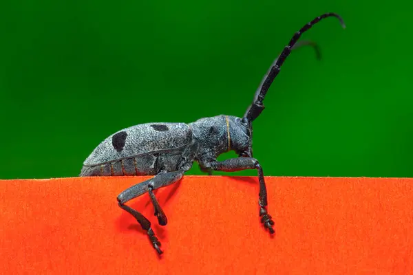 Long horned beetle on the red and green background . Batocera Longhorn