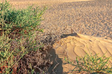 Çöldeki kum tepeciği vahşi doğayla iç içe.