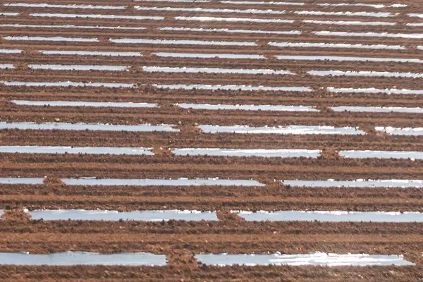 Plowed field with rows of arable land prepared for sowing