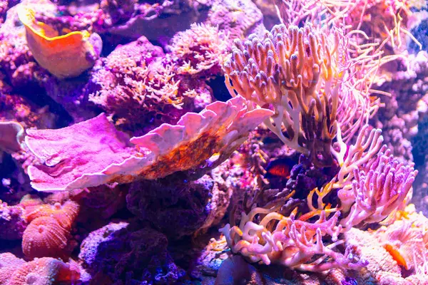 Colorful corals in the water. Underwater world