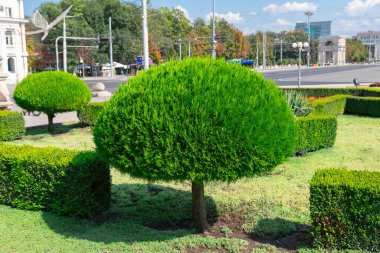 Güneşli bir yaz gününde şehir parkındaki süs bahçesi. Chisinau şehri şehir merkezi. 
