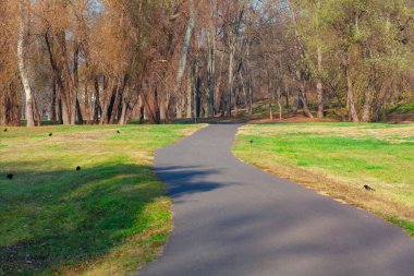 Baharın başında ağaçlar ve çimlerle parktaki yol.