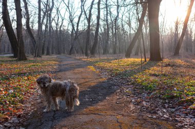 Baharda gün batımında parktaki yolda evsiz bir köpek.