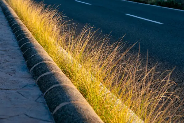 Grass on the side of the road in the evening light