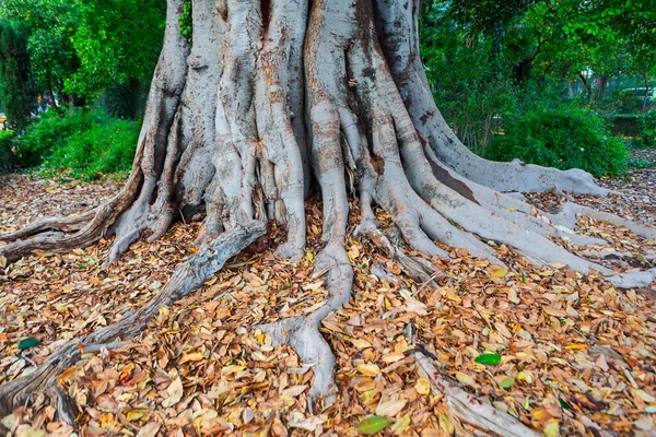 Parktaki büyük ağaç kökleri sarı yapraklı, doğa arka planlı.