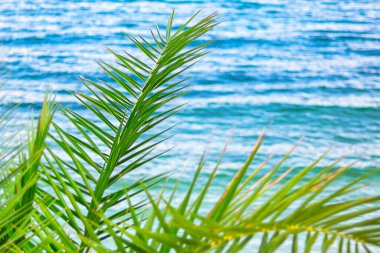 Denizin arka planında yeşil palmiye yaprağı. Tropikal kıyı arkaplanı