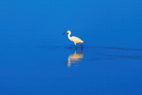 Little Egret wild bird, Egretta Garzetta in the water. White bird in blue water