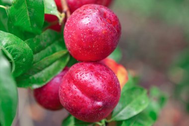 Meyve bahçesinde olgun kırmızı nektarinler olan ağaç. Bahçede tatlı meyveler