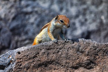 Indian Palm Squirrel standing on the rock. Funambulus Palmarum rodent clipart