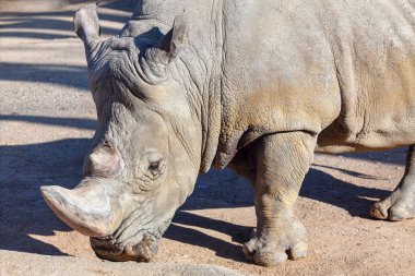 Hayvanat bahçesindeki Beyaz Gergedanlar 'ın portresi.