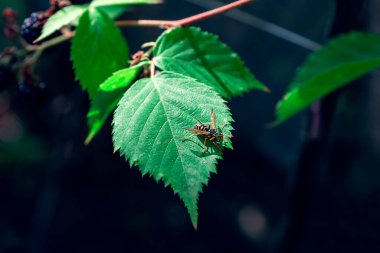 Ormanda yeşil bir yaprak üzerinde eşek arısı 
