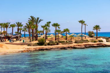 Adadaki palmiye ağaçları ve plajlar. Kıbrıs 'taki Ayia Napa plajı