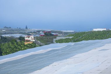 Gran Canaria, Kanarya Adaları 'nda muz çiftliği ve seralar