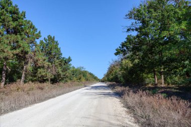 Kenarlarında ağaçlar olan köy yolu. Yol kırsala doğru esiyor