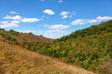 Yaban çiçekleri ve ormanla kaplı yeşil bir yamaç.