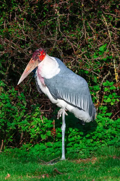 stock image Marabou Stork standing on green nature. Leptoptilos Crumenifer bird 