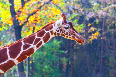  Sonbahar doğal ortamında zarif bir zürafa. Zürafa Amelopardalis