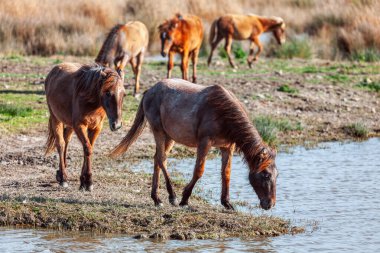 Romanya 'nın Tuna Deltası' ndaki bir su birikintisinde vahşi atlar. Vahşi yaşam koruma alanında serbestçe koşan bir grup at.