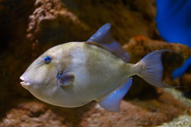  Mavi gözlü balıklar zarif bir şekilde berrak suda yüzüyorlar. Kaya duvarlı bir akvaryumda yüzüyor.