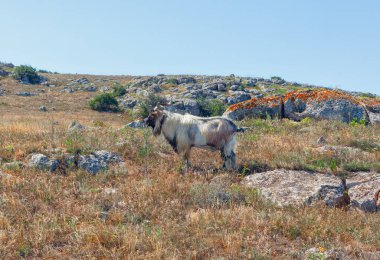 Vahşi keçi kuru otlardan oluşan kayalık bir tarlada duruyor. Kayalık arazide vahşi yaşam rezervi 