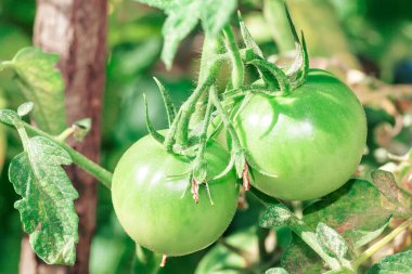 Güneşli bir bahçede büyüyen taze yeşil domatesler. Sebze sağlıklı ve bakımlıdır. Bitkiden sarkan iki yeşil domates