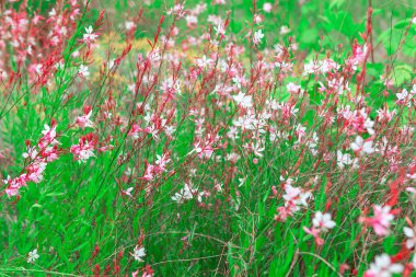 Yeşil saplı pembe ve beyaz çiçekler. Bir çayırı tamamen açan canlı çiçekler.