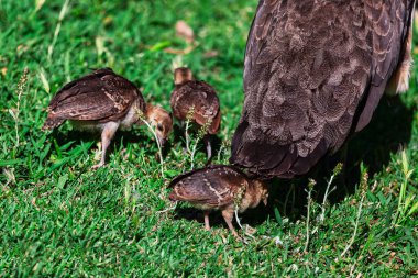 Anne kuş üç yavrusunu besliyor. Anne kuş çimlerin üzerinde duruyor ve üç genç kuş da çimlerin üzerinde duruyor.