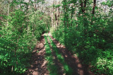 Her iki tarafında ağaçlar olan bir ormanın içinden geçen yol. Çevresi yemyeşil ağaçlarla çevrili, sakin toprak yol ormanda kıvrılıyor.