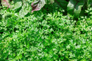 Maydanoz ve kişniş de dahil bir sürü yeşil ot. Bitkiler bahçede yetişiyor. Canlı yeşil bitki yapraklarının detaylı görünümü