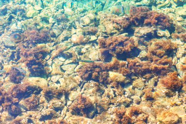 Turkuaz su bulanık ve deniz dibi kayalarla kaplı.