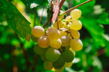 Sarmaşıktan sarkan üzümler. Üzümler olgunlaştı ve toplanmaya hazır. Asma yeşil ve yemyeşil, ve üzümler bir araya toplanmış.