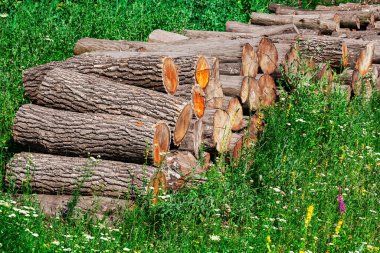 Kütük yığını çimenli bir tarlada duruyor. Kütükler çimlerin etrafına saçılmış.