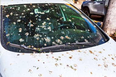Araba ve ön cam kuş pisliğiyle kaplı. Park halindeki otomobiller kuş dışkısı ile doludur.
