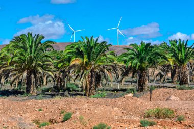 Field of palm trees with a wind farm in the background. Tropical landscape of Fuerteventura, Canary Islands clipart