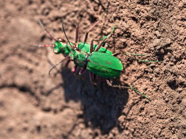 Yerde çiftleşen bir çift yeşil böcek. Makro resim 