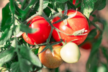 Olgun kırmızı domatesler toplanmaya ve bahçeden taze taze taze çıkartılmaya hazır. Domatesler olgunlaştı ve toplanmaya hazır.