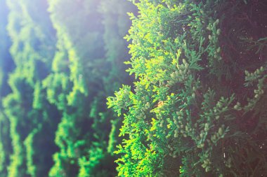 Evergreen çalı dolu ve yemyeşil. Arkaplanda kozalaklı dallar