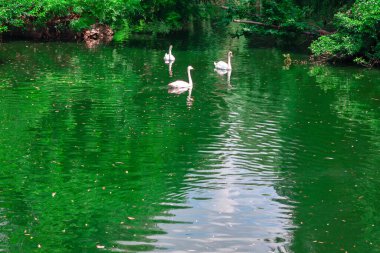 Kuğular gölette yüzüyor. Beyaz kuğular gölde huzur içinde yüzüyor. Su yeşil ve bulanık.