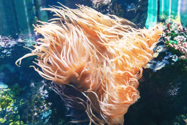 Stock image Orange sea anemone with long tentacles. Anemone is surrounded by other sea creatures