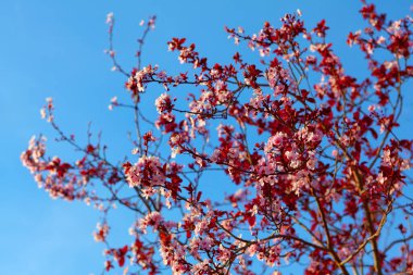 Mavi gökyüzünün önünde pembe çiçekli bir ağaç var. Ağaç çiçeklerle dolu ve gökyüzü berrak ve parlak.