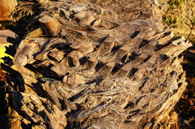 Palmiye ağacı kabuğu kabuğu arka planda. Ağaç kabuğu kahverengi ve dalları da kahverengi.