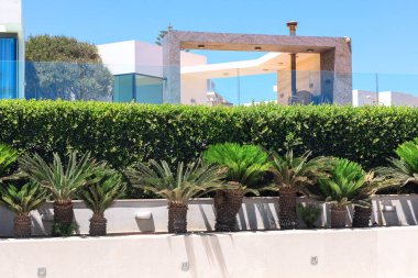 Palmiye ağaçları lüks bir sahil beldesi boyunca dizilmiştir. Palmiye ağaçları yeşil ve uzundur ve düzgün bir sıra halinde dizilmişlerdir.