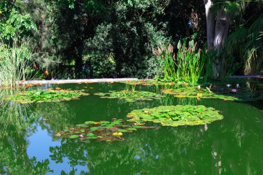 Sakin göl, canlı manzarayı yansıtıyor. Yeşil su ve nilüfer yapraklı gölet