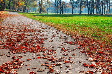 Park yolu sonbahar yapraklarıyla kaplı. Yapraklar yere saçılmış renkli ve sakin bir atmosfer yaratıyorlar. Serene asfaltlı yolu parktan geçiyor
