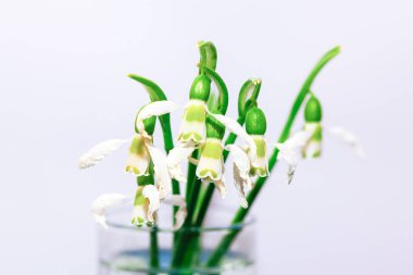 Solmuş çiçeklerle dolu vazo. Bahar çiçekleri küçük ve narindir, parlak yeşil saplı.