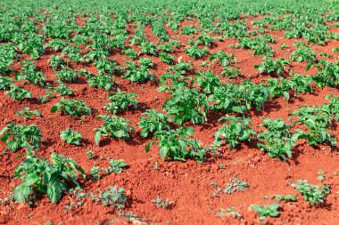 Patates tarlası toprakta büyüyor. Patatesler yeşil ve her yere saçılmış.