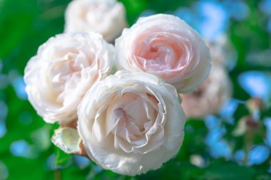 Yumuşak yapraklarını gösteren narin beyaz güller. Bahçede büyüyen bir buket beyaz çiçek