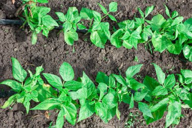 Bir bahçede sürekli büyüyen fasulye bitkileri. Yeşillik ve tarım canlılığı yemyeşil