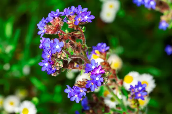 stock image Anchusa Leptophylla. Vibrant blue flowers blooming in a lush green field under bright sunlight