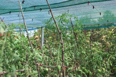 Yeşil plastik kaplı bir sera ve bir demet domates bitkisi. Çeşitli yemyeşil bitkilerle çevrili canlı bir bahçe.